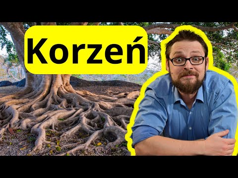 Korzeń, organ podziemny rośliny | Budowa pierwotna i wtórna korzenia | Strefy korzeniowe | felogen
