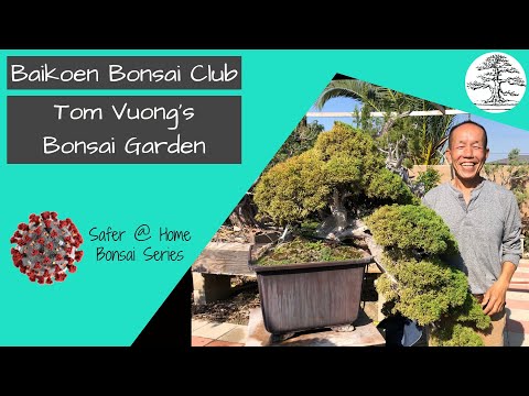 Tom Vuong's Bonsai Garden - Baikoen Bonsai Club - Safer @ Home Bonsai Series