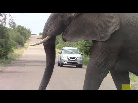 Large Angry Elephant Road Block In Kruger Park