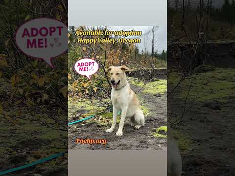 Dini, an adopted German Shepherd Dog & Yellow Labrador Retriever Mix in Boring, OR_image-1