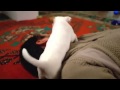 TTNET Konuşan Köpek Yılbaşı Reklamı TTNET Konuşan Köpek Yılbaşı Reklamı