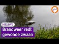 Brandweer duikt water in om zwaargewonde zwaan te redden