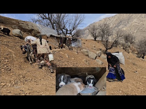 Jahangir's efforts to take care of his dogs and puppies with the help of the operator | nomadic life