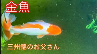 《金魚》三州錦お父さんと屋外飼育の状況
