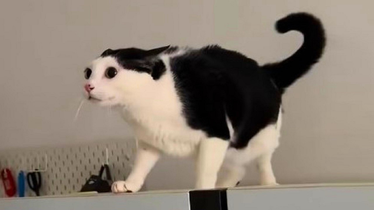 Cat's head confusion