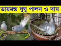 ডায়মন্ড ডাভ ঘুঘু পাখি পালন পদ্ধতি ও দাম  Diamond Dove