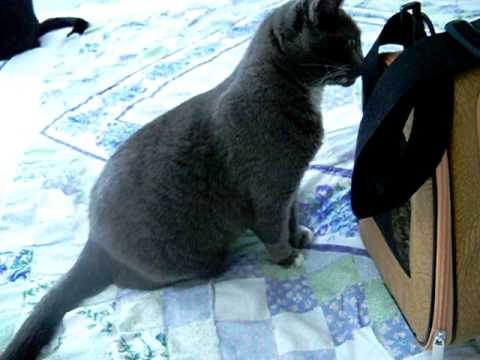 Cats Meet Bunny Jaina