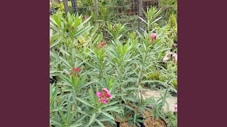 Download lagu Dunia Indah Penuh Warna mp3