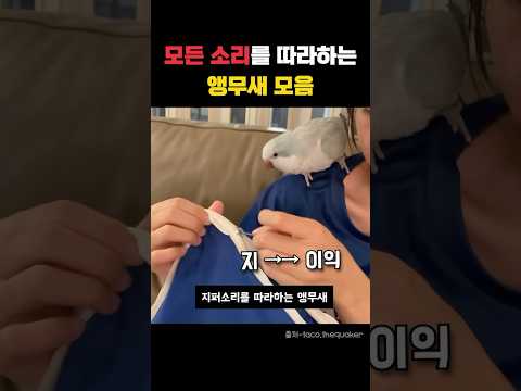 모든소리를 따라하는 앵무새모음