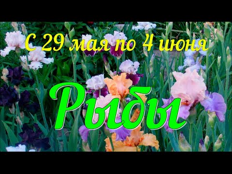 РЫБЫ ♓️Неделя с 29 мая по 4 июня.