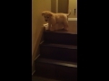 Perro le enseña a cachorro cómo bajar las escaleras