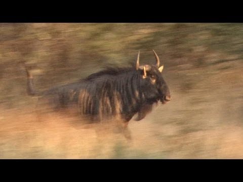Hunting the Blue Wildebeest Hunting the Blue Wildebeest