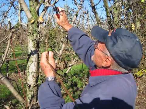 LEZIONE # 67 POTATURA PERE – RICORDANDO MODESTO