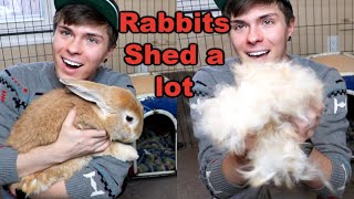How I Deal with my Shedding Rabbits (the fur never ends)