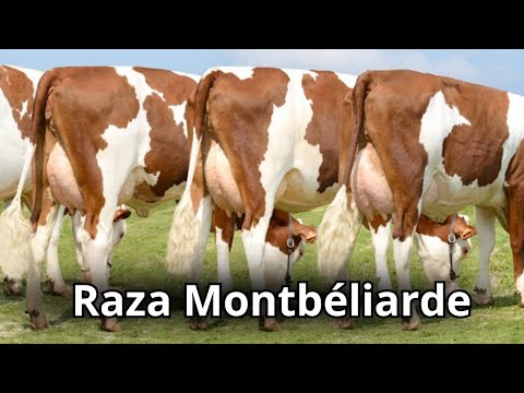 , title : 'Raza de Ganado Montbéliarde: hechos, usos, orígenes y características'