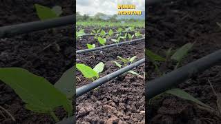 Download lagu Begini Irigasi Tetes Terbaik dan Paling Hemat Air mp3