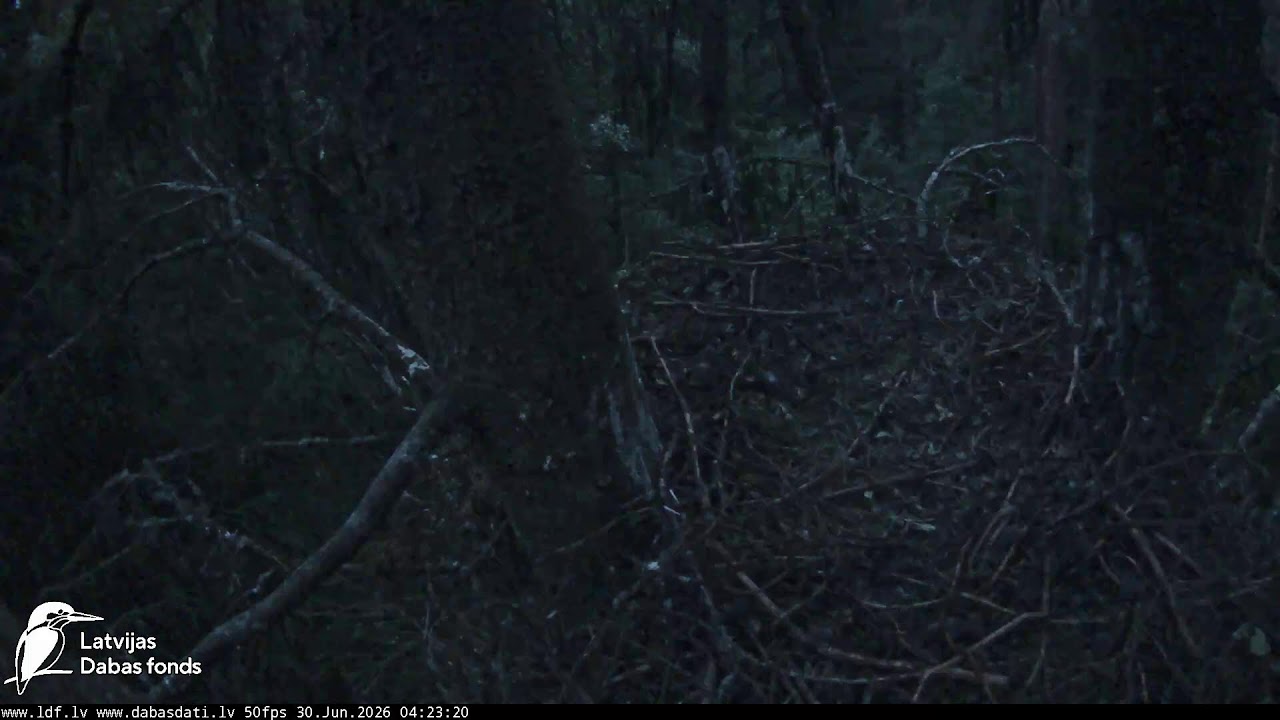 Live webcam view of Zemgale Spotted Eagle Nest Cam