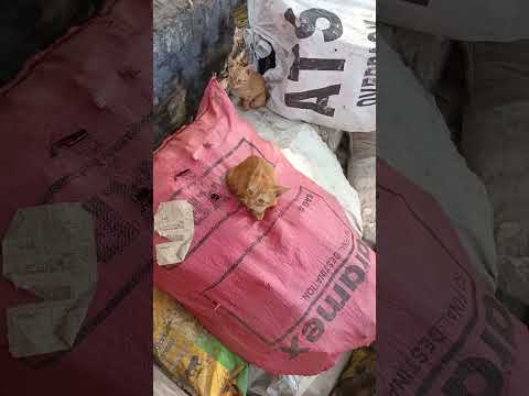 #cat and baby activity and action moments #