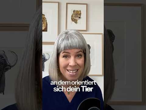 🫁🐶 DAS beruhigt Dein Tier schneller als jedes Training #Atmung  #feuerwerk #atmung