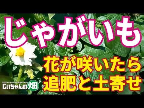 , title : 'じゃがいも栽培。ジャガイモの花が咲いたら追肥と土寄せ！マルチ栽培なら通路に肥料です。'