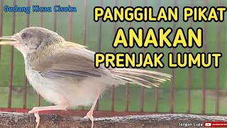 Download lagu suara anak prenjak lumut panggilan pikat burung liar ampuh mp3 Download lagu suara anak prenjak lumut panggilan pikat burung liar ampuh mp3