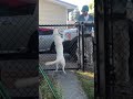 Deaf and Blind Dog Recognizes Dad Coming Home 🐶🥰🏡