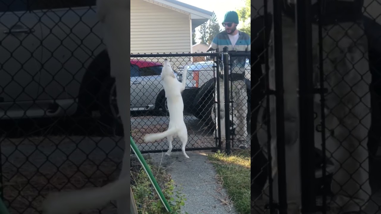 YouTube video preview