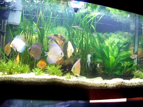 My Fish Tank - Discus, Angels, Cardinal Tetras, Corydoras + more