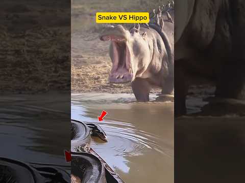 "Hippo Meets Giant Snake" #animals #hippo #snake #shorts #trending