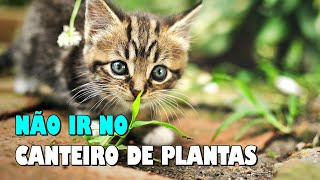 8 DICAS para o GATO NÃO ir nas plantas, canteiros, vasos - Gatil Hauser