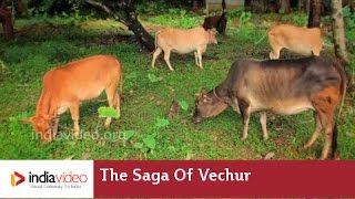 The Saga of Vechur 