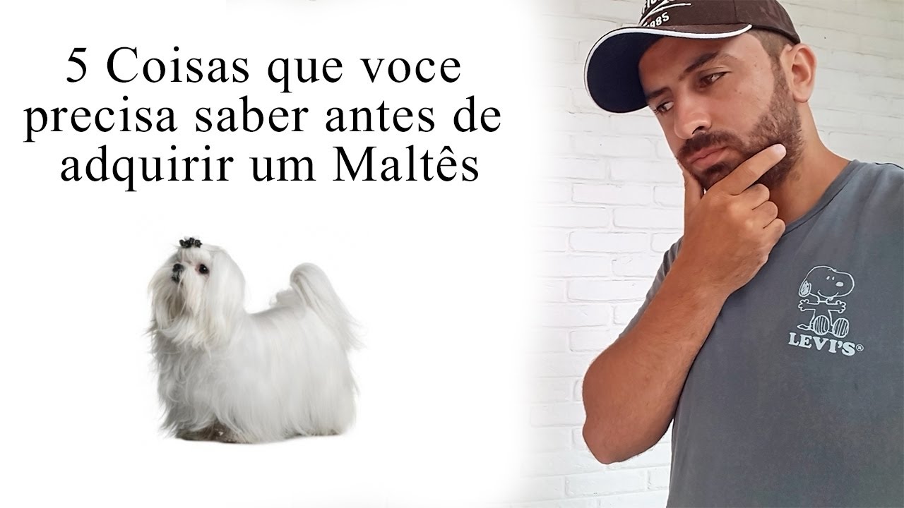 5 coisas que você tem que saber antes de adquirir um Maltês!