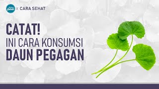 Download lagu Daun Pegagan, Tanaman Liar Kaya Manfaat! Ini Cara Konsumsinya | Hidup Sehat tvOne mp3