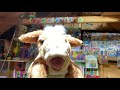 Gladys The Cow Sings Some Hay