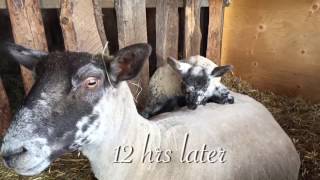 Agnes the sheep gives birth