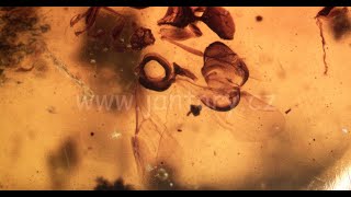 Křídový jantar B-63