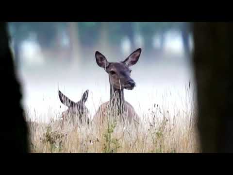 N°12: Wilddiebgeschichte Juni bis August 2022