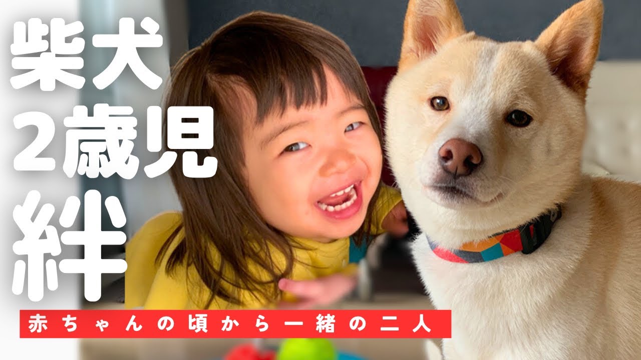 【感動！】2歳児の声かけでトイレを成功させる柴犬がこちら