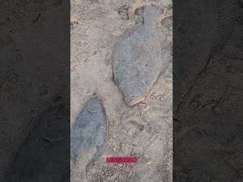 SABIAS QUE? ALBUFERA DE MAR CHIQUITA EN PROVINCIA DE BS AS! PARTE 2