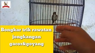 Download lagu Cara Supaya burung jongkangan bisa gacor goyang mp3