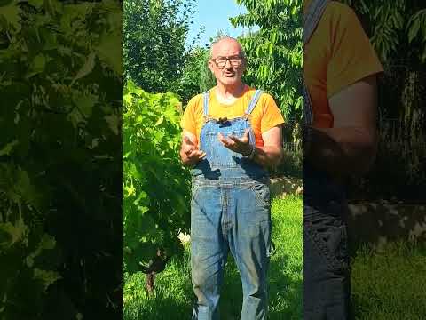 Lesson 5-Viticulture 