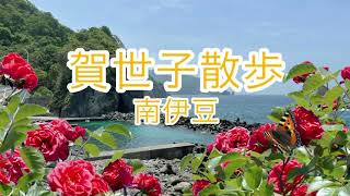 【南伊豆】賀世子の散歩