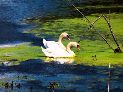 Naseem e Subha Gulshan May Iqbal Qasim Live