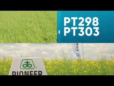Super hibrizii de rapiță Pioneer® PT303 și PT298 Sclerotinia Protector