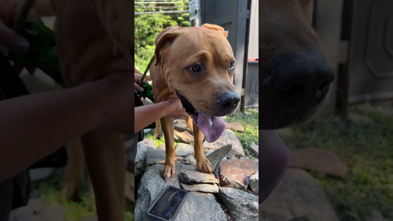 Enlarge Diamond, a Adoptable Pit Bull Terrier in Oceanside, NY video 5/5