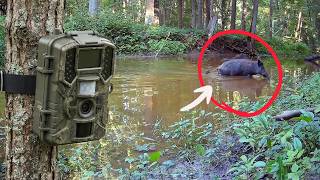 I Set a Camera to Watch Beavers in the Woods... Didn't expect to see THIS instead!