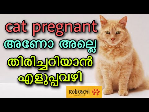 how to identify cat pregnancy malayalam | cat pregnant ആണോ അല്ലേ എന്ന് തിരിച്ചറിയാനുള്ള എളുപ്പവഴി