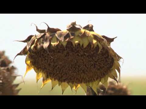 RTV Pančevo - Žetva počela, prinosi mali