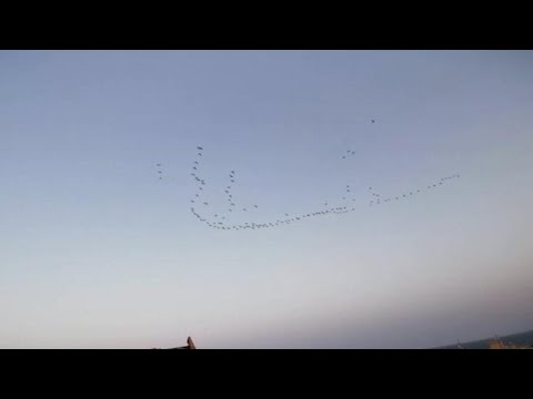 I fenicotteri tingono di rosa il cielo di Cagliari