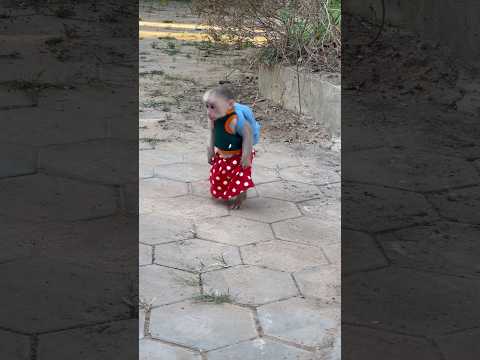 A monkey Icy in a backpack is so cute!